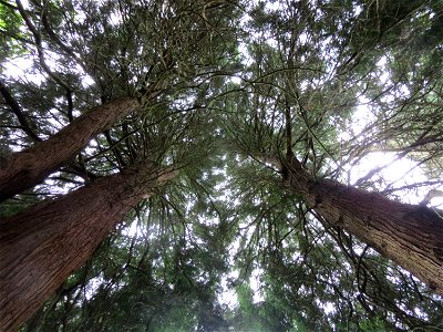 Mammutbäume (Sequoiadendron giganteum) am Alten Friedhof in Alt-Saarbrücken
