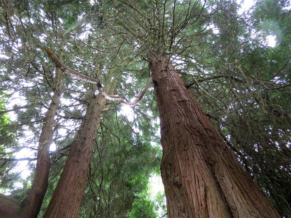 Mammutbäume (Sequoiadendron giganteum) am Alten Friedhof in Alt-Saarbrücken