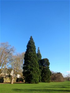 Mammutbaum (Sequoiadendron giganteum) am Staden in Saarbrücken