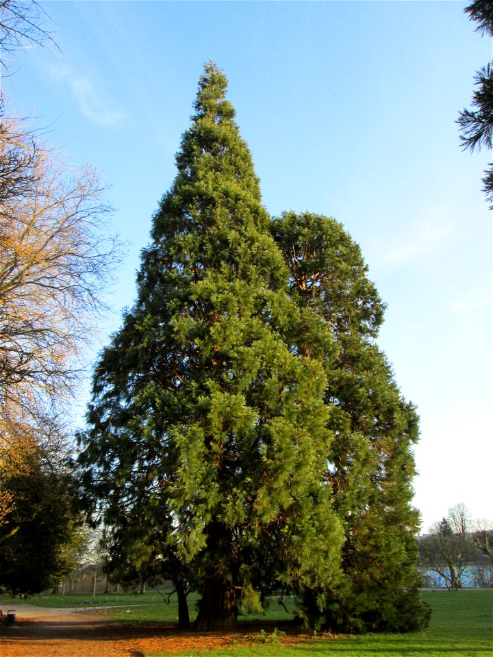 Mammutbaum (Sequoiadendron giganteum) am Staden in Saarbrücken