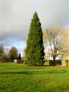 Mammutbaum (Sequoiadendron giganteum) am Staden in Saarbrücken