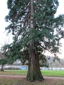 Mammutbaum (Sequoiadendron giganteum) am Staden in Saarbrücken