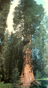 AD Tree in the Atwell Mill Grove, California photo
