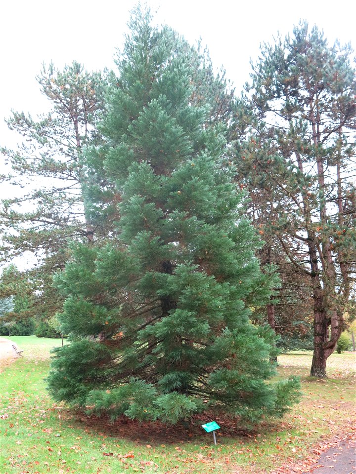 Giant sequoia planted in 2004 in the Arboretum of the la Roche-Bagnoles castle (Orne, France) for the 60th anniversary of the liberation of Normandy in 1944.