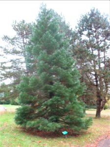 Giant sequoia planted in 2004 in the Arboretum of the la Roche-Bagnoles castle (Orne, France) for the 60th anniversary of the liberation of Normandy in 1944.