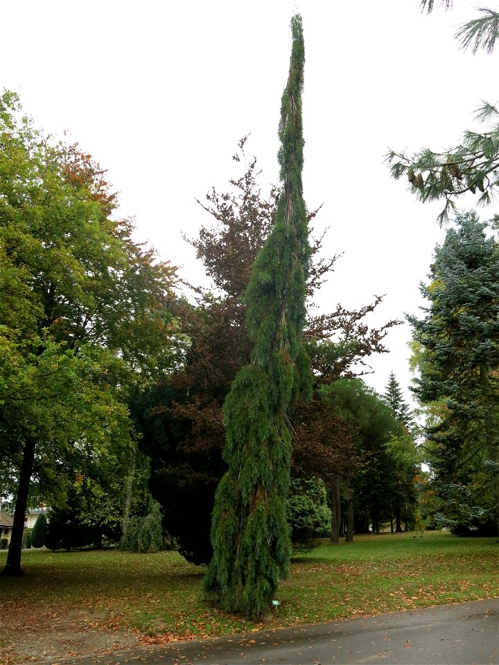 Weeping giant Sequoia of the Arboretum of the la Roche-Bagnoles castle (Orne, France).