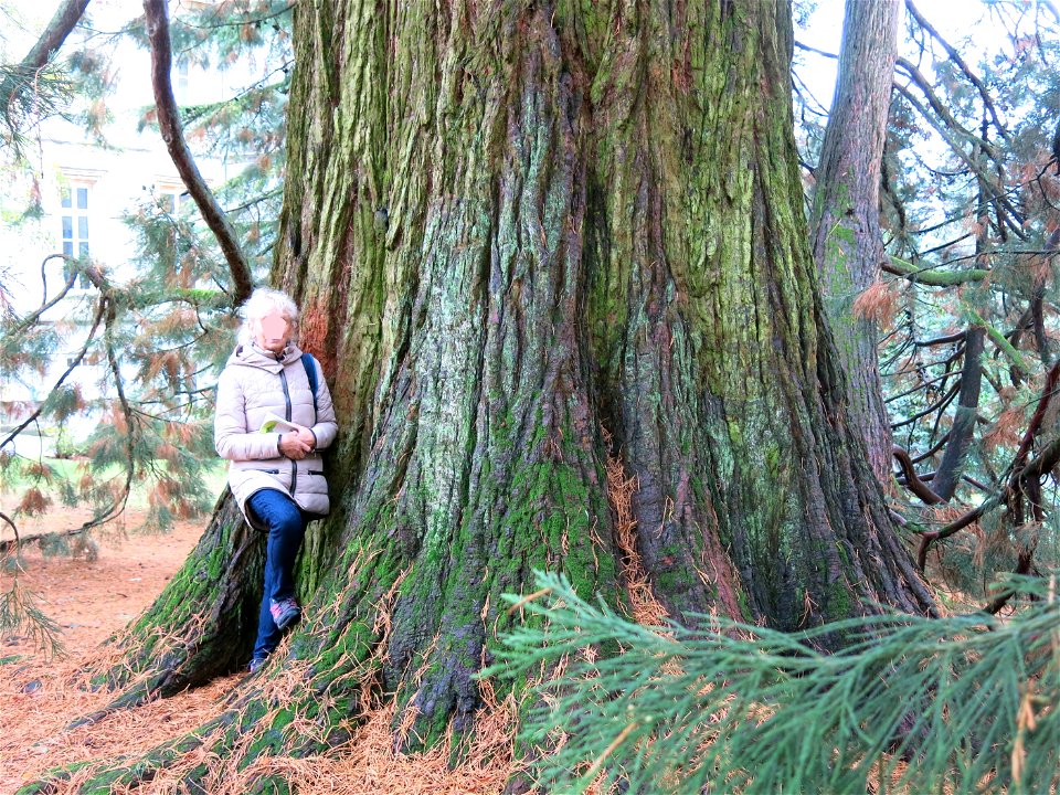 Trunk Giant Sequoia of the Arboretum of the la Roche-Bagnoles castle (Orne, France).