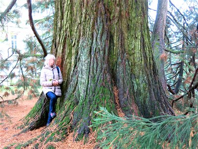 Trunk Giant Sequoia of the Arboretum of the la Roche-Bagnoles castle (Orne, France).