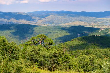 Juniper forest tree