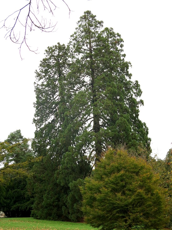 Giant Sequoias of the Arboretum of the la Roche-Bagnoles castle (Orne, France).