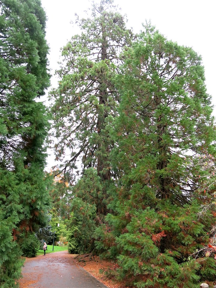 Giant Sequoias of the Arboretum of the la Roche-Bagnoles castle (Orne, France).