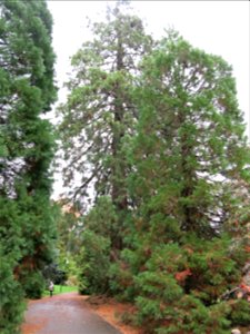 Giant Sequoias of the Arboretum of the la Roche-Bagnoles castle (Orne, France).
