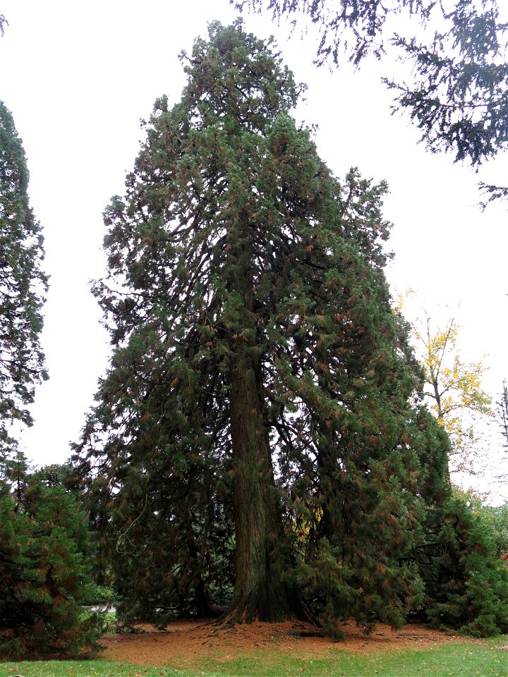 Giant Sequoias of the Arboretum of the la Roche-Bagnoles castle (Orne, France).