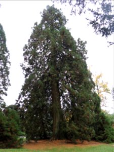 Giant Sequoias of the Arboretum of the la Roche-Bagnoles castle (Orne, France).