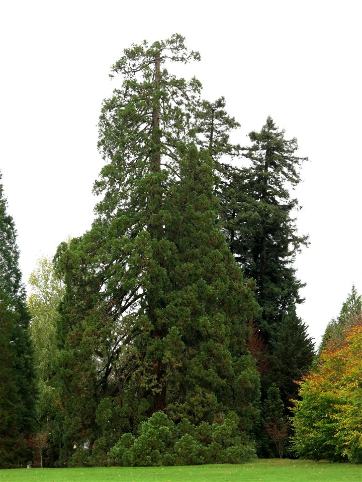 Giant Sequoias of the Arboretum of the la Roche-Bagnoles castle (Orne, France).