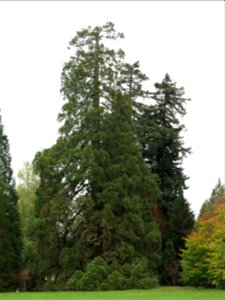 Giant Sequoias of the Arboretum of the la Roche-Bagnoles castle (Orne, France).