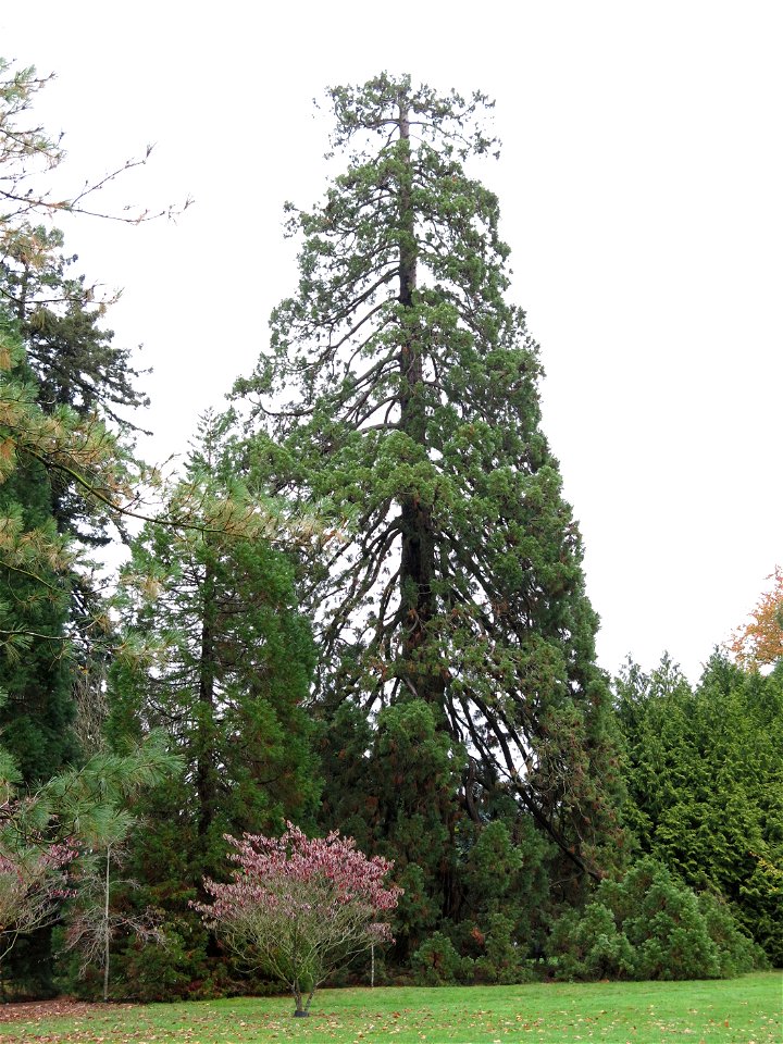 Giant Sequoias of the Arboretum of the la Roche-Bagnoles castle (Orne, France).