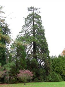 Giant Sequoias of the Arboretum of the la Roche-Bagnoles castle (Orne, France).