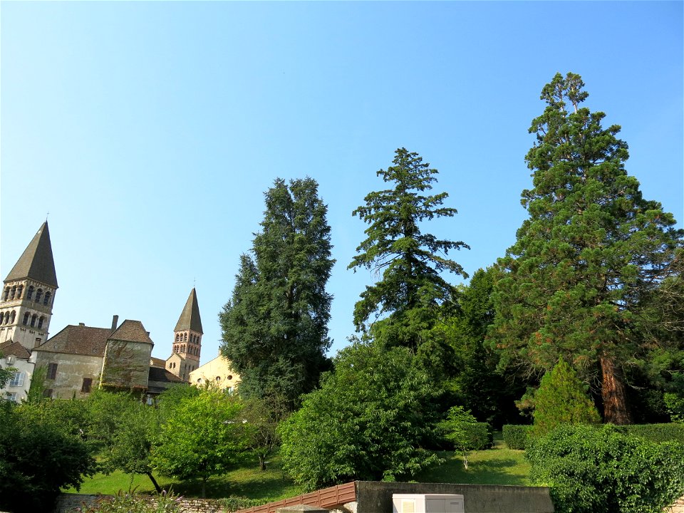 Trees (including a sequoia) in the park of Tournus abbey (Seine-et-Marne, France).