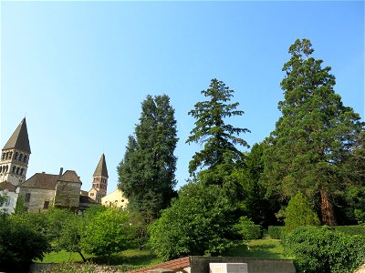 Trees (including a sequoia) in the park of Tournus abbey (Seine-et-Marne, France).