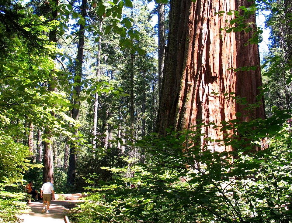 Calaveras Big Trees State Park in the western Sierra Nevada, Calaveras County, California. The trail runs past an ancient Sequoiadendron giganteum (Giant Sequoia) tree.