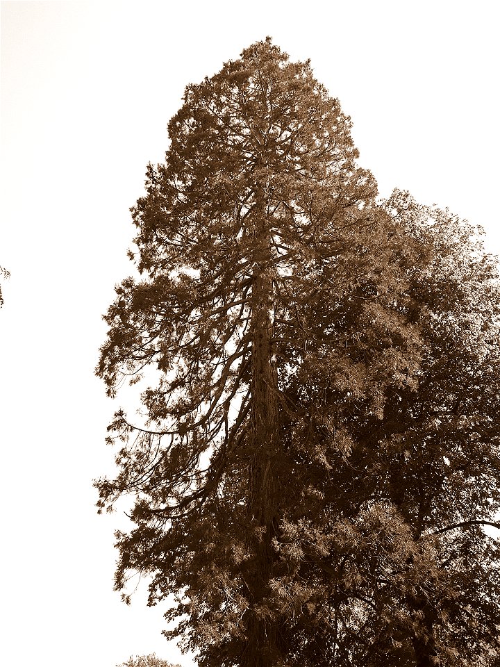 Sequoiadendron giganteum