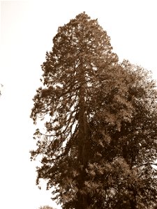 Sequoiadendron giganteum