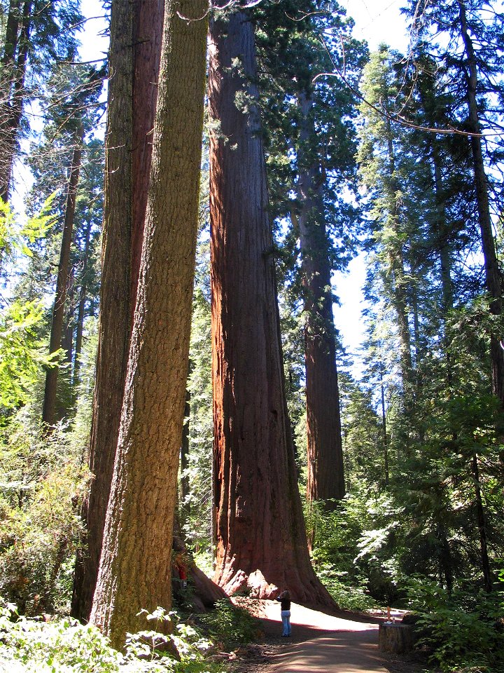 Calaveras Big Trees State Park in the western Sierra Nevada, Calaveras County, California. The photo shows a trail through a grove of Sequoiadendron giganteum (Giant Sequoia) trees (orange bark, cente