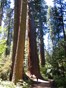 Calaveras Big Trees State Park in the western Sierra Nevada, Calaveras County, California. The photo shows a trail through a grove of Sequoiadendron giganteum (Giant Sequoia) trees (orange bark, cente