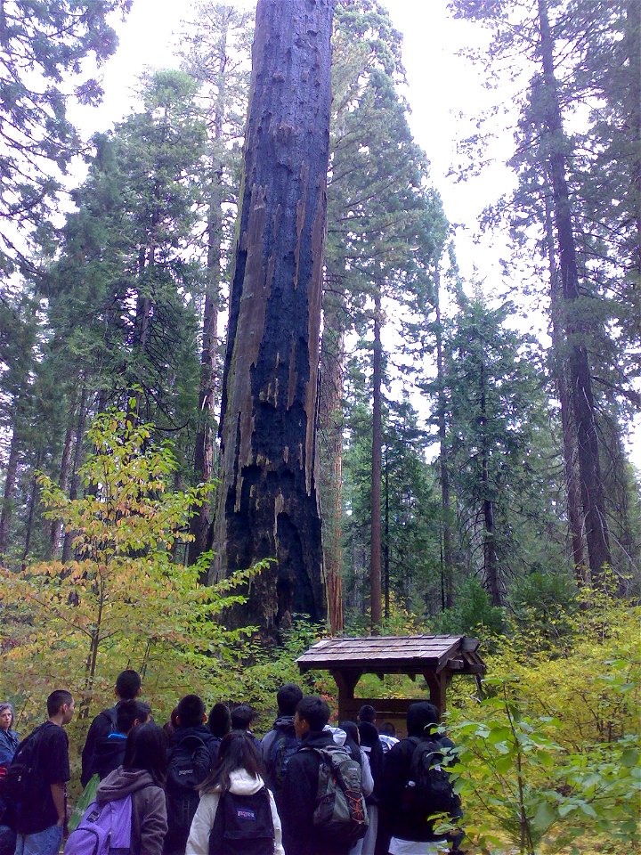 Many of the trees in the North Grove were damaged by human activity along with the fire of 1908.