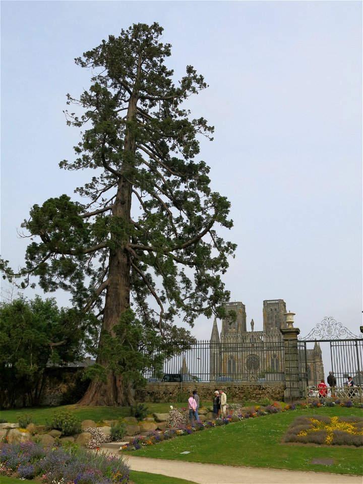The church of Notre-Dame des Champs and the sequoia of the plants garden in Avranches (Manche, France).
