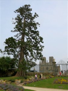 The church of Notre-Dame des Champs and the sequoia of the plants garden in Avranches (Manche, France).