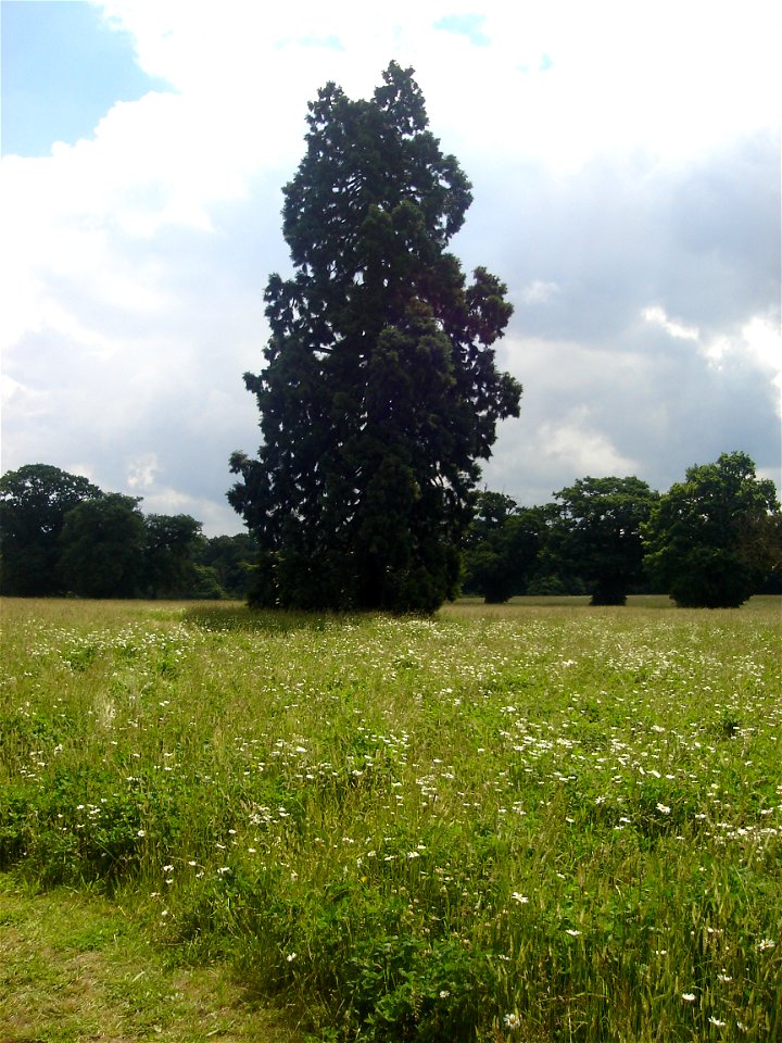 Picture of Wellingtonia at en:Catton Park, Old Catton, Norwich, Norfolk