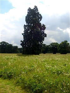 Picture of Wellingtonia at en:Catton Park, Old Catton, Norwich, Norfolk
