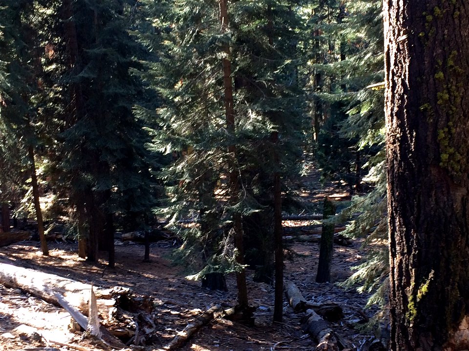 The floor of a sequoia forest. This picture was taken in Sequoia National Park, California.