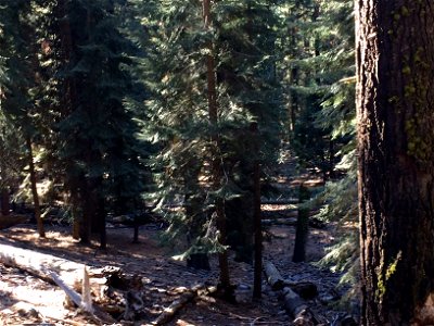 The floor of a sequoia forest. This picture was taken in Sequoia National Park, California. photo