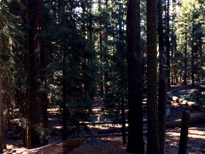 The floor of a sequoia forest. This picture was taken in Sequoia National Park, California.