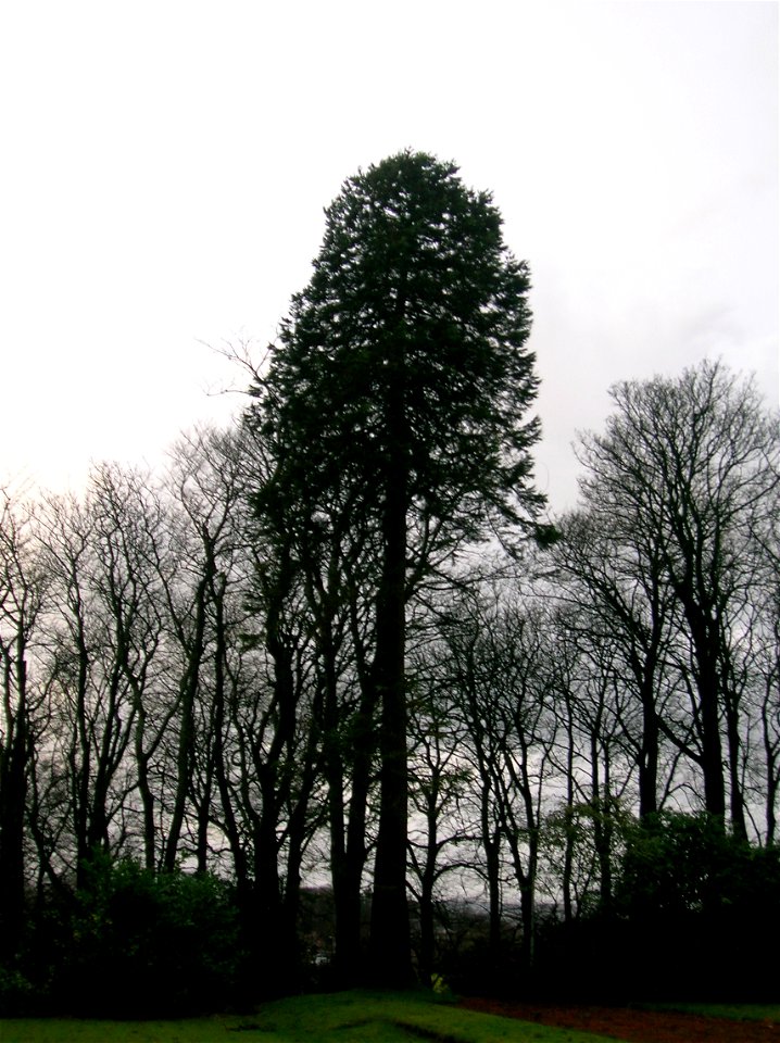 A mature Sequoiadendron giganteum (Giant Sequoia), Geilsland House, Beith, Ayrshire, Scotland.