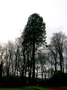 A mature Sequoiadendron giganteum (Giant Sequoia), Geilsland House, Beith, Ayrshire, Scotland.