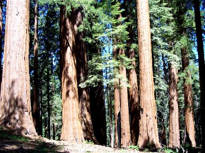 Giant Sequoia trees in the Giant Forest grove, Sequoia National Park, California.