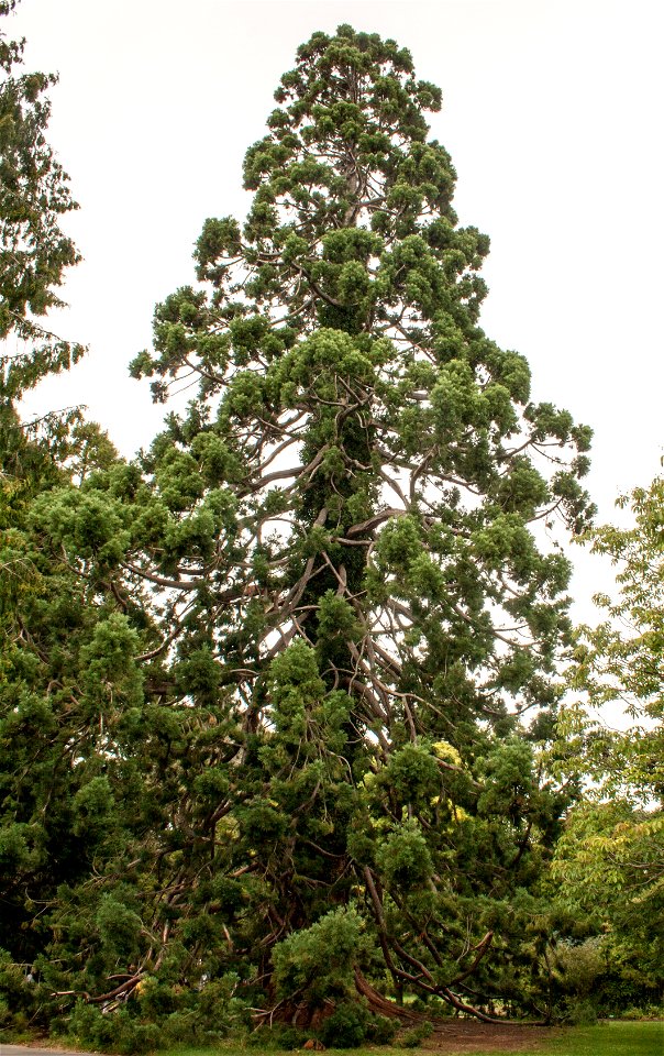 Giant sequoialabel QS:Len,"Giant sequoia"
label QS:Lhu,"Óriás mamutfenyő a christchurchi botanikus kertben"