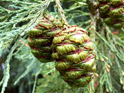 Immature seed (female) cones of Sequoiadendron giganteum, Portland, Oregon, October