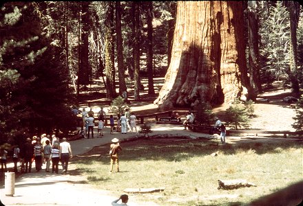 Holiday crowds visit General Sherman tree in DOCUMERICA: The Environmental Protection Agency's Program to Photographically Document Subjects of Environmental Concern, compiled 1972 - 1977, Sequoia Nat