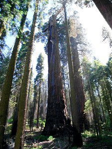 Hazelwood Tree, a giant sequoia in Giant Forest, California