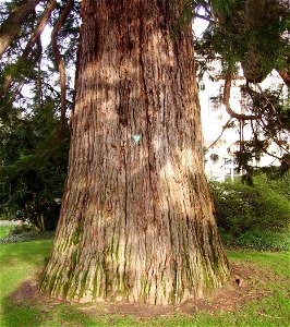 garden in Weinheim, Germany