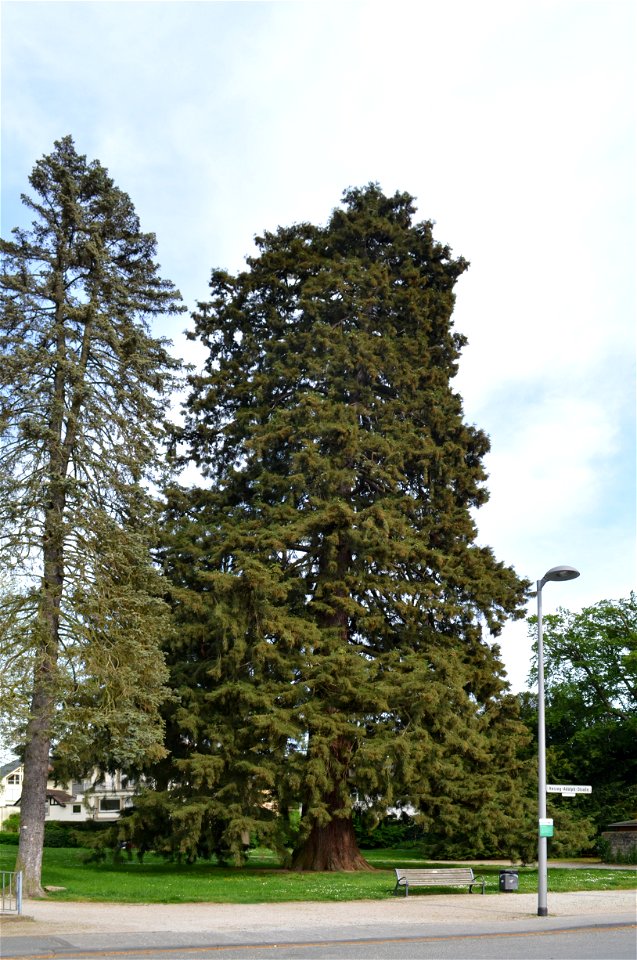 Königstein, Mammutbaum