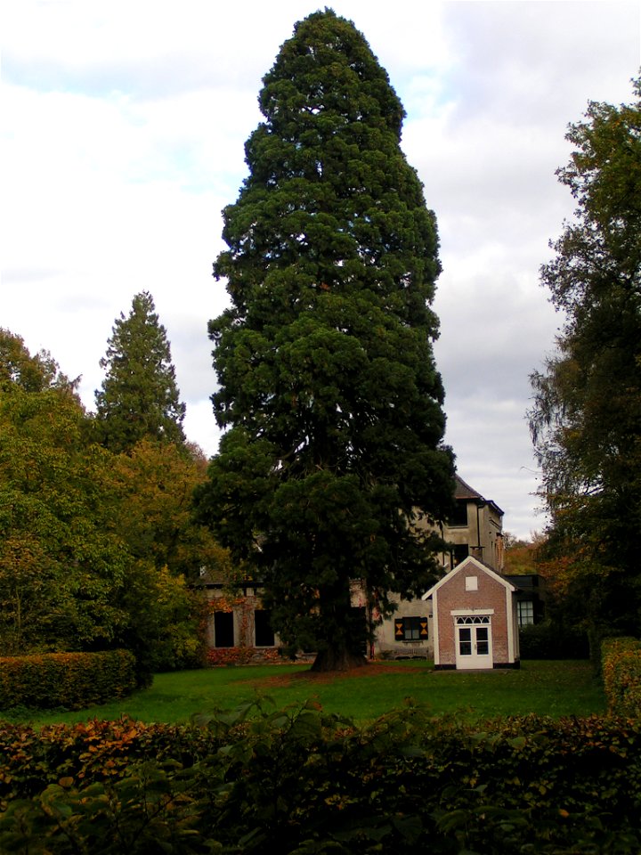 The largest giant sequoia of North Brabant. Eikenhorst estate, Boxtel