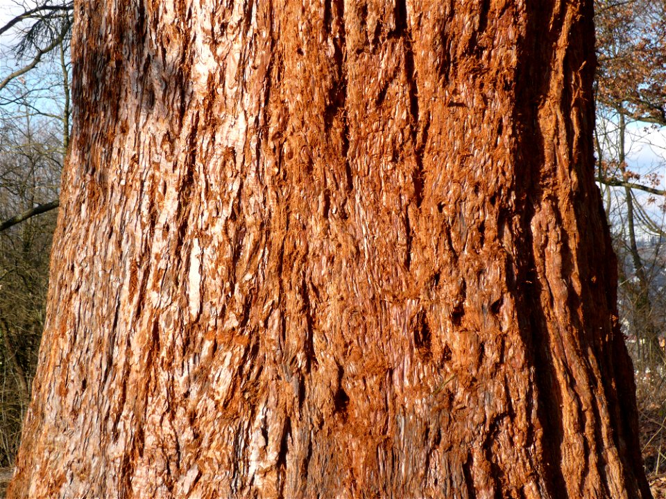 Bark of Sequoiadendron giganteum tree