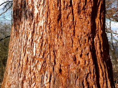 Bark of Sequoiadendron giganteum tree photo