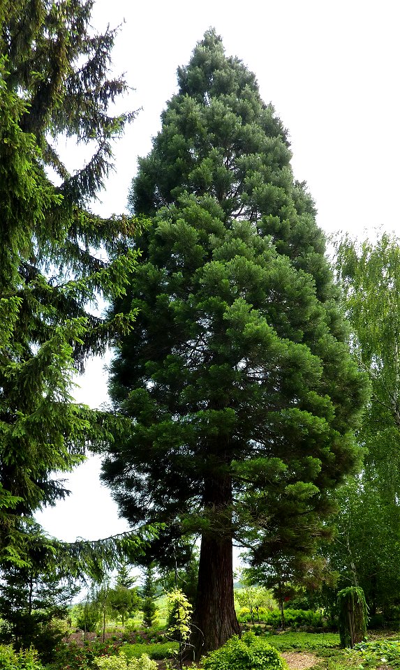 Mamutowiec olbrzymi w wojsławickim arboretum